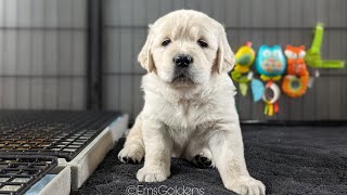 Day in the life of 34 day old golden retriever puppies (The Bumblebee Litter)
