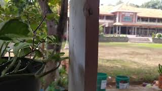 Basa Jawa Kelas 1 Mirengkake lan nirokake swara kewan