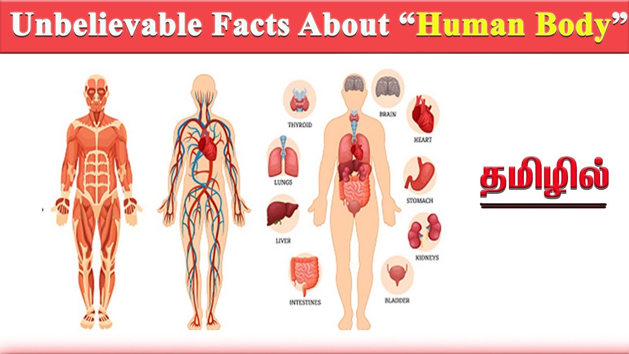 Body Parts Tamil / Know Your Body Inside Your Body Internal Part Tamil