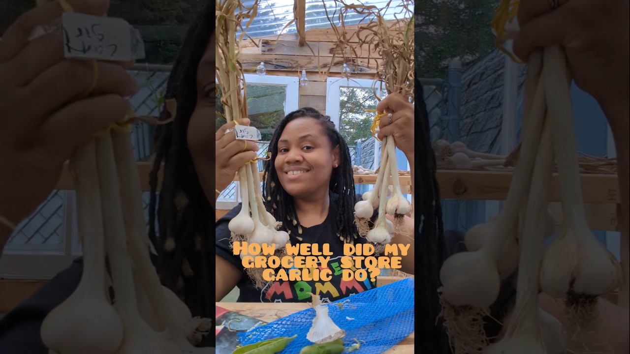 Seed garlic or grocery store garlic?