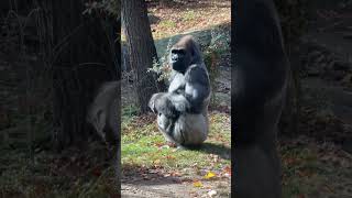 Congo Gorilla Forest Silverback Gorillas Apes Sitting The Bronx Zoom New York Nyc 2023