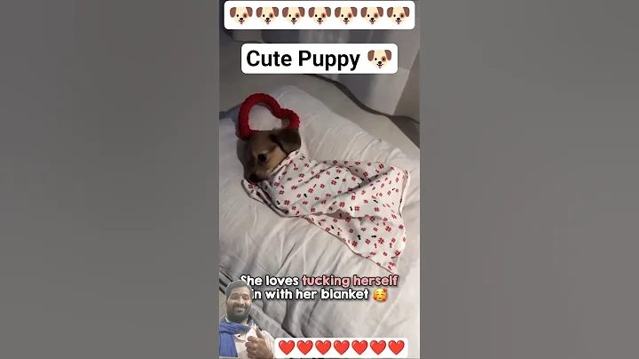 Video 11784541: cat dog animals pets, cat pets love animal, cat funny pets dog, cat dog pets cute