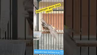 Download Lagu Blactroath gacor buka sayap #finch #kenari #kenarigacor #burungmasteran MP3