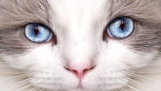 Cute is Not Enough 🐱Angle with blue eyes  | Cute Cats Video 2019 by Life Of Cats 5,150 views 4 years ago 3 minutes, 53 seconds