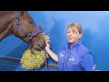 Retraining of Racehorses parade at Dubai Future Champions Festival