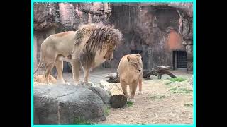 Lion begs lioness to mate