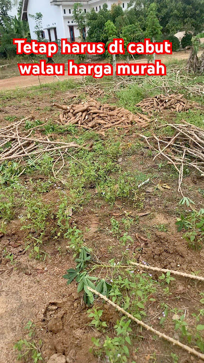 Dismantle the cassava plants #motivational pearls of wisdom for vegetable gardening
