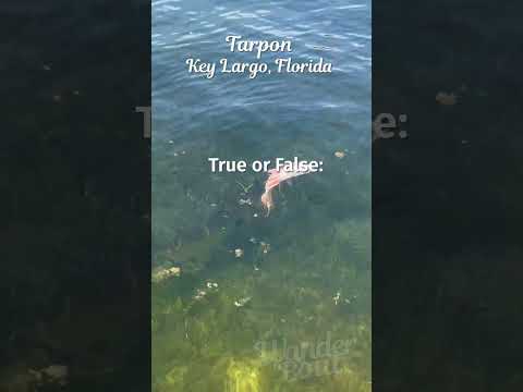 Spotted the Silver Kings of Key Largo! Tarpon Spotting