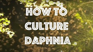 How To Culture Daphnia Magna