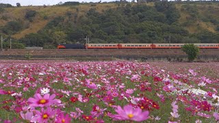 Taiwan Railway 2021.11.17【Chu-Kuang Exp. No. 510】w/ E239 the Future Train Locomotive & Cosmos Flower
