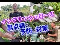 【バラの黒点病予防と対策】原因はなに？無農薬で育てたい！（イングリッシュローズ）