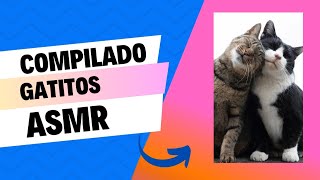 Compilado Asmr Gatitos 😍🌹❤🐱 by Is TiMe To ReLaX aNd FuN 143 views 1 month ago 1 minute, 6 seconds