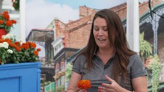 Zydeco Interspecific Zinnia Cast 2022