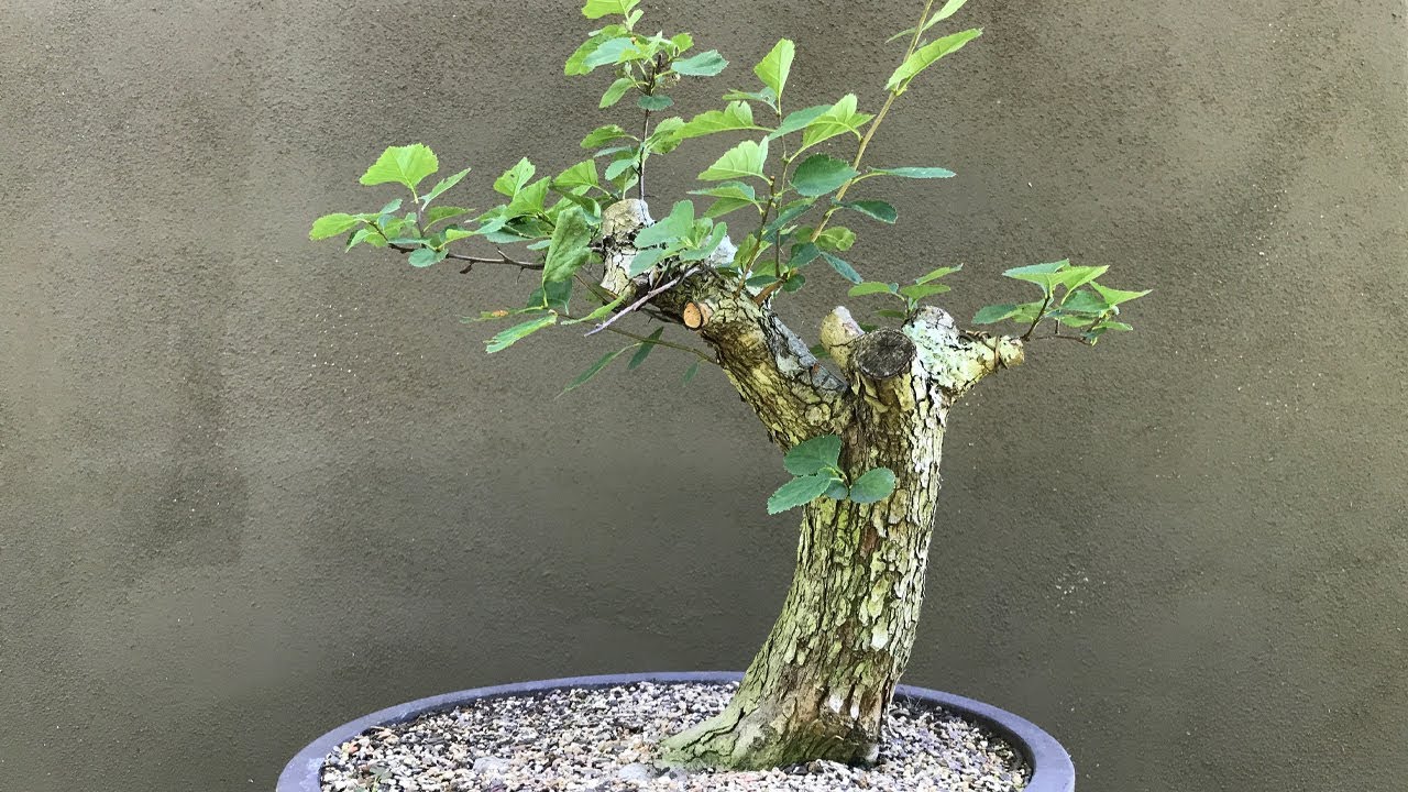 Collecting for Bonsai - Hawthorn! Boothe Farm 3!!