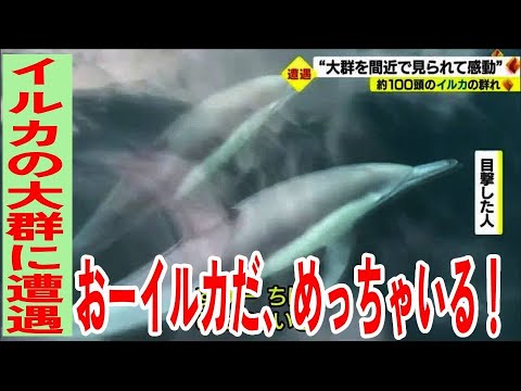 めっちゃいる！感動」松山沖で約100頭の #イルカ大群 に遭遇【愛媛