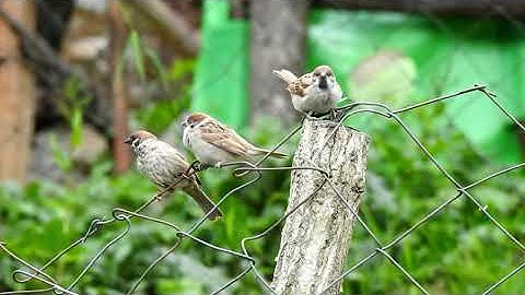 Eurasian Tree Sparrow (Passer montanus) with juvenile
