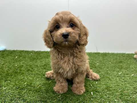 Video van Maltipoo Male Abricot - PUP-ID 010724663 | Dierenhof Debrabandere