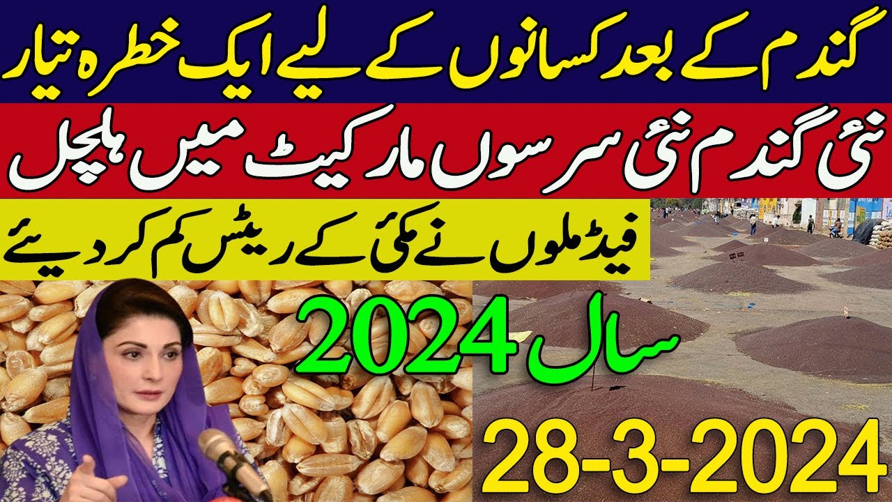 new wheat support price in punjab pakistan 2024 | new SarSon Rate ...