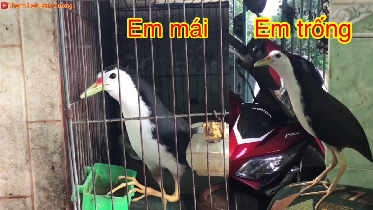 Chia sẻ phân biệt Quốc trống mái -Thanh Hoà Bình Dương