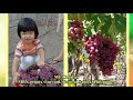 Baikonur grapes. Philippines 2020