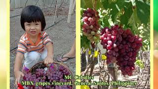 Baikonur grapes. Philippines 2020
