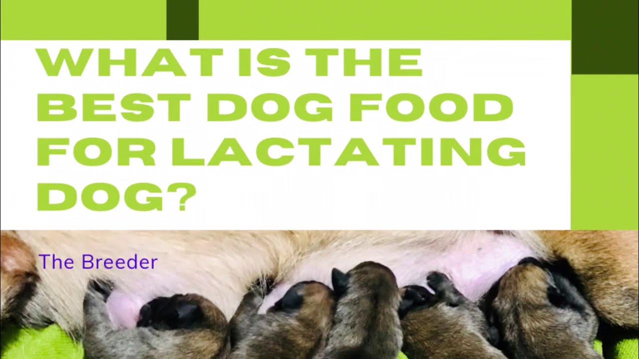 What is the Best Dog food for Lactating Dog I The Breeder YouTube