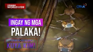 Download Lagu Mga palaka, bakit lumilikha ng kakaibang tunog? | Dami Mong Alam, Kuya Kim! MP3 Download Lagu Mga palaka, bakit lumilikha ng kakaibang tunog? | Dami Mong Alam, Kuya Kim! MP3