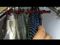 ازاي تفرق بين ماكريل وسوريديه مستورد وبلدي والمستورد افضل من بلدي لسبب تجمد وسخونه بحر ملكه فسفور 