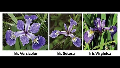 Kmeans clustering using Iris dataset