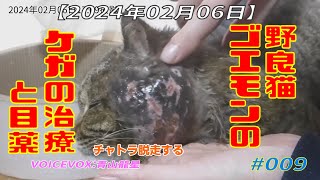 【2024年02月06日】野良猫ゴエモンのケガの治療と目薬 008  チャトラ脱走する