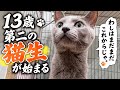 保護したお爺ちゃん猫、レンの新たな冒険。