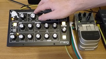 Moog Minitaur & Line6 Verbzilla