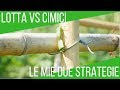 Eliminare le cimici dai pomodori: le due soluzioni bio | ORTO E GIARDINAGGIO