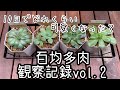 【百均多肉・カワイくなっていく様子を観察記録２】植え付けから１０日経過、どうなった？