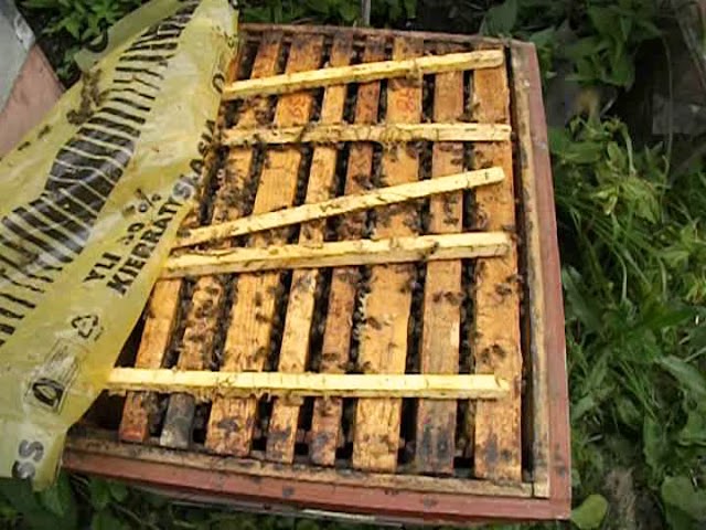 ошибки пчеловода - почему в улье с пчелами появляется моль