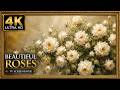 Beautiful White Roses Oil Painting 🌹 | 4K TV Screensaver | Luxury Floral Wall Art | Home Decor