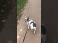 #французкийбульдог#животные#малинджека