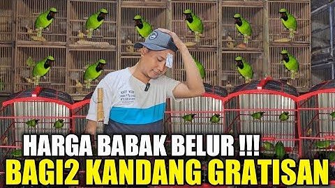 BUSYET ! CUMA KIOS MANTO YG JUAL CUCAK IJO GACOR HARGA MODAL GRATIS KANDANG BUAT KICAU MANIA