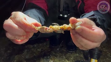 How To Use HERMIT CRAB As Fishing Bait | Smoothound Fishing