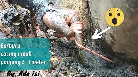 Berburu cacing Nipah || cacing bakau || umpan pancing udang galah || dekat wisata alam