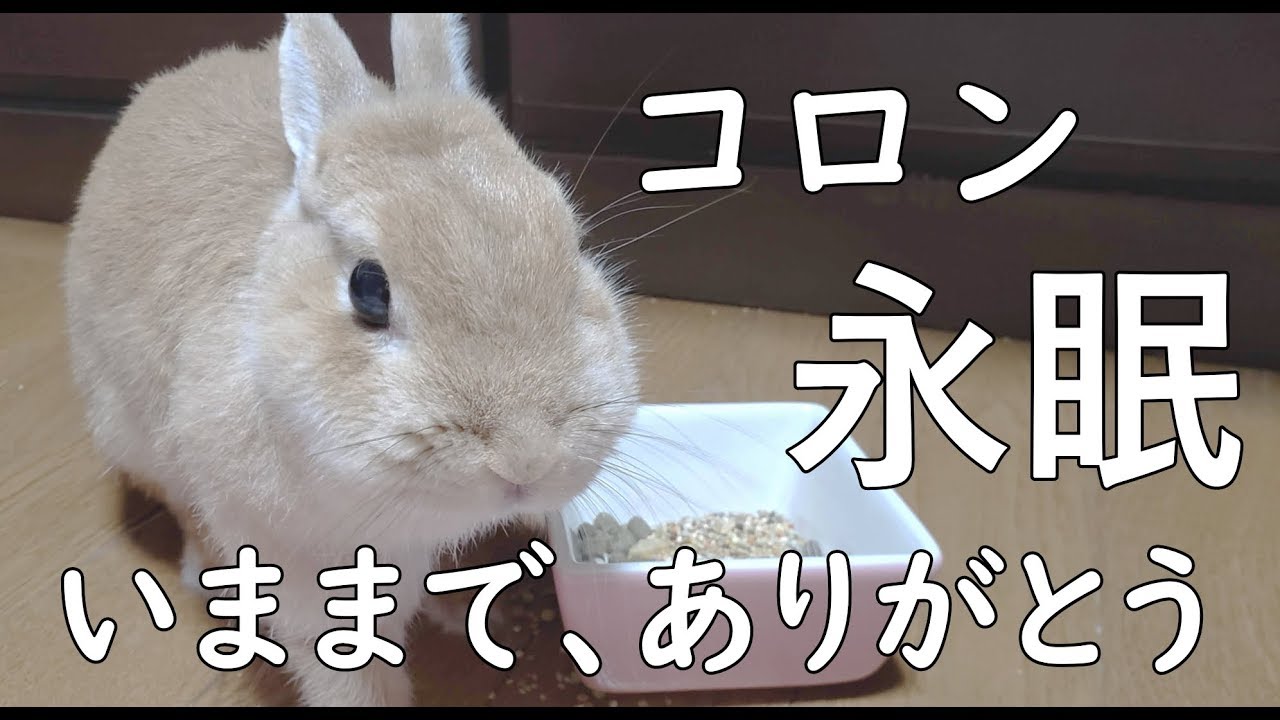 死んだうさぎが 会いに来てくれたよ コロン 永眠 その後のおはなし Youtube