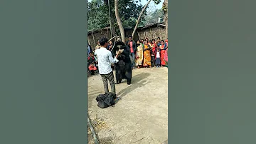 Bhalu Ka Dance 