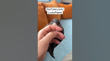 I saved the bird of swift  and let it fly