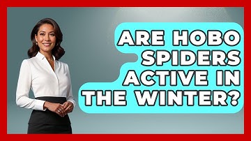 Are Hobo Spiders Active In The Winter? - Insects and Invaders