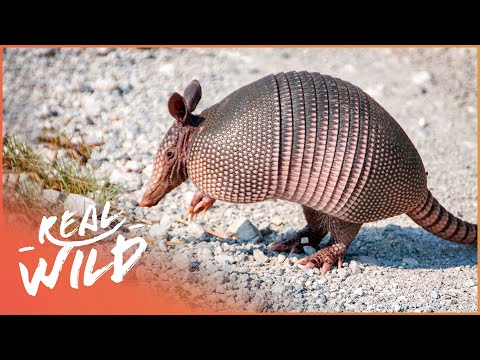 Vídeo: Armadillos: Animals contemporanis dels dinosaures