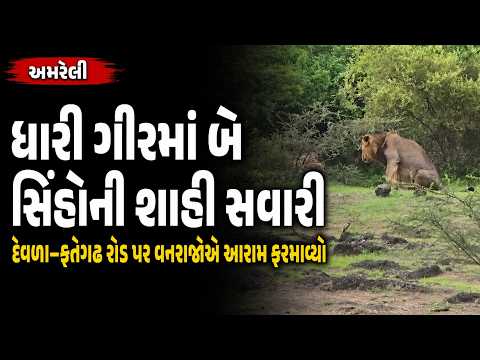 #amreli | ધારી ગીરમાં બે સિંહોની શાહી સવારી | #drashtikonnews