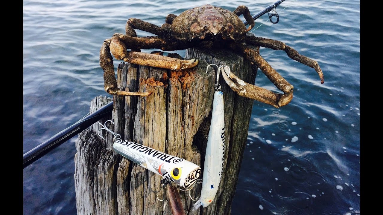 Fishing New York City East River Schoolies & Oyster Toad fish