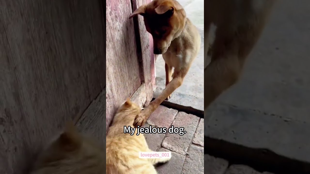 My Poor Cat S Struggle Moments