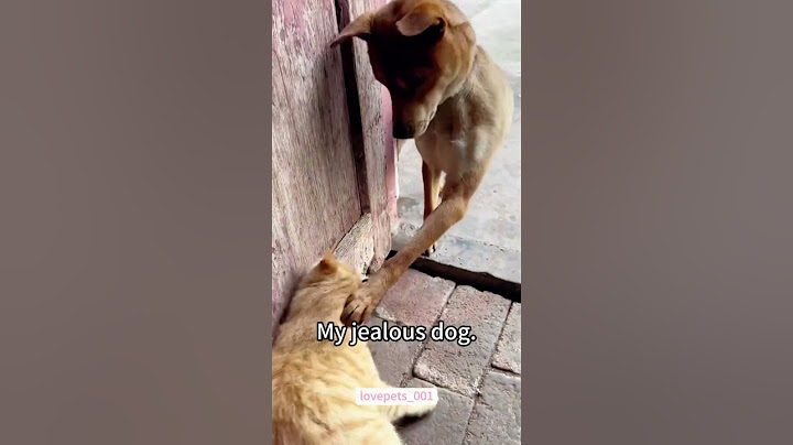 My Poor Cat’s Struggle Moments