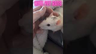 MUST SEE! Cute rat cuddles#CuteRats #Heartwarming #PetLove #shorts #animals #rats #cuddlypetrats